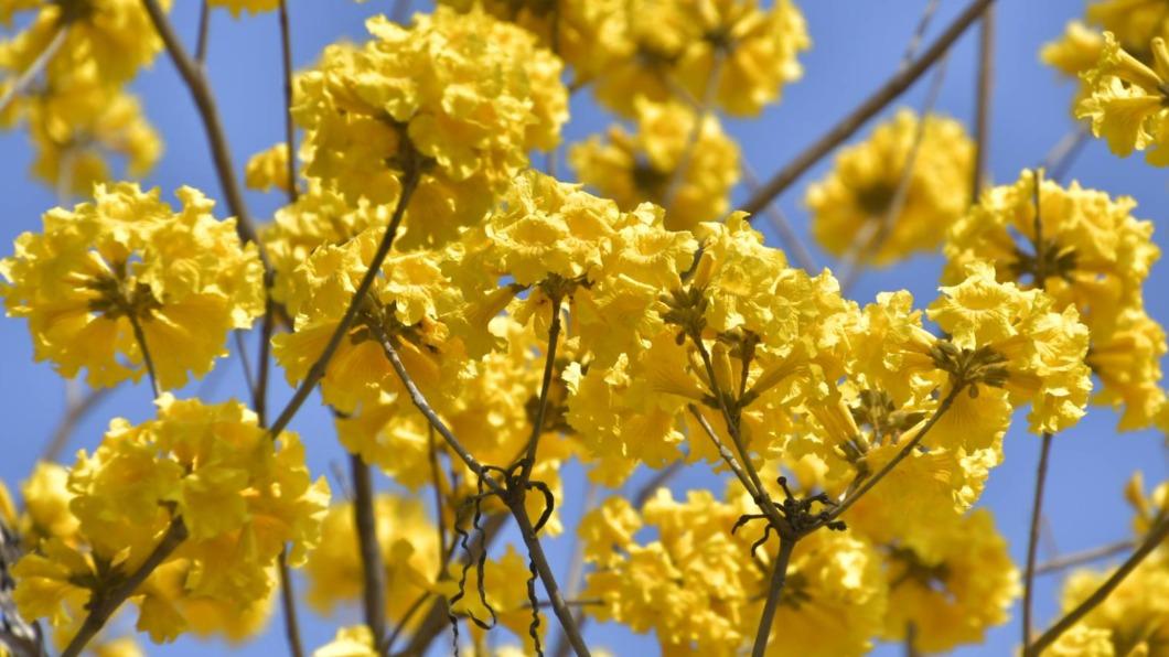 南臺灣氣候適合種植開花性喬木。(圖/翻攝自高雄市政府工務局官網)