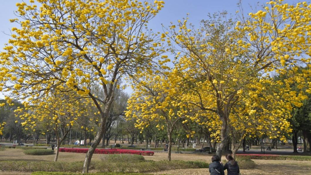 正逢黃金風鈴木花季,民眾紛紛前往打卡拍照。(圖/翻攝自高雄市政府工務局官網)