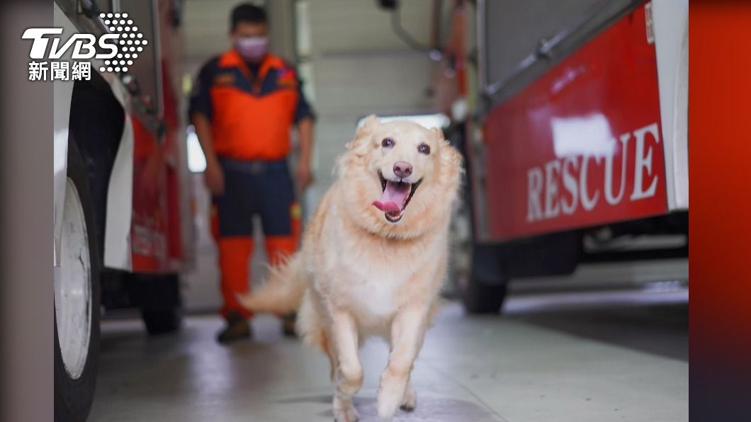 服役9年擁超高人氣 新北搜救犬「Snow」退役開放認養