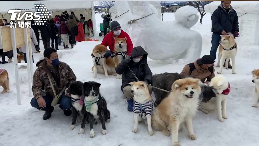 湯澤市的「犬子雪祭」於今年回歸。(圖/葉韋辰攝)