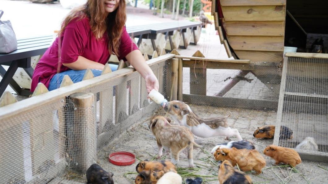 農場裡飼養許多可愛的小動物,很適合帶小朋友來。(圖/大口老師的走跳學堂!提供)
