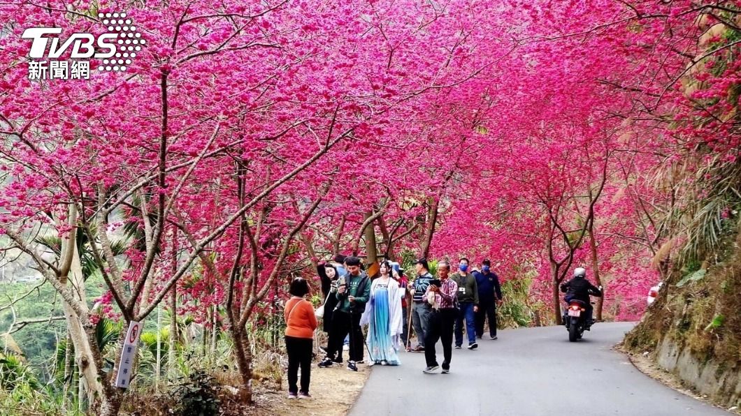 粉紅花海綻放!228連假交管 這縣市出動賞櫻接駁車