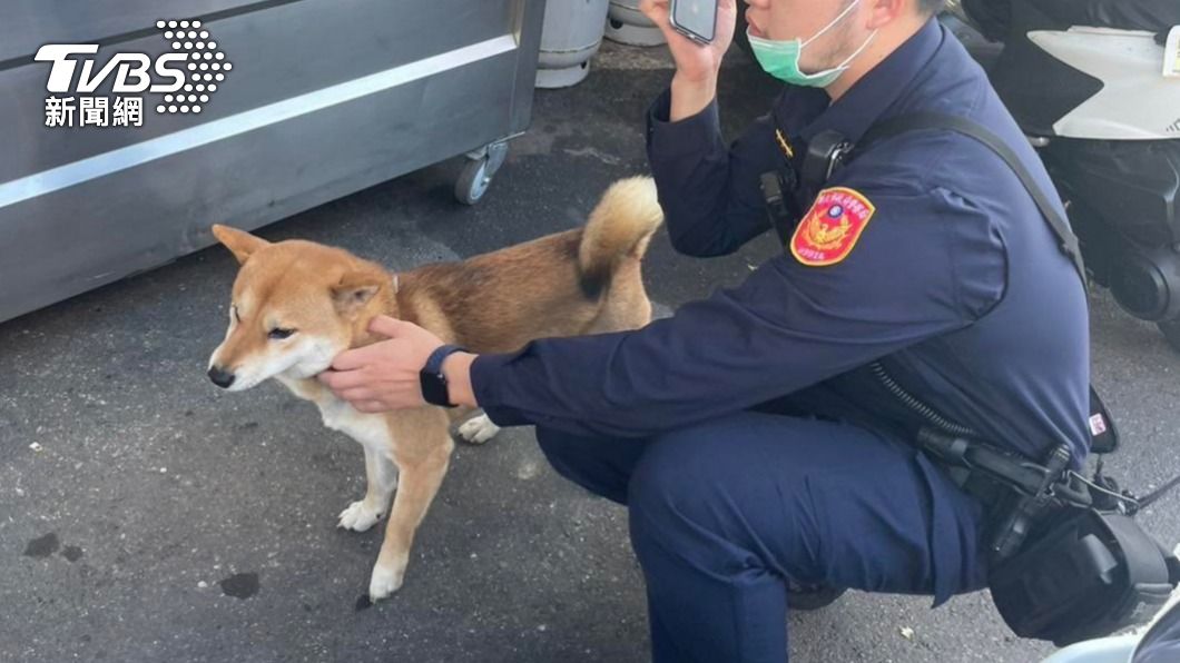 員警在路上找到走失的柴犬。(圖/TVBS)