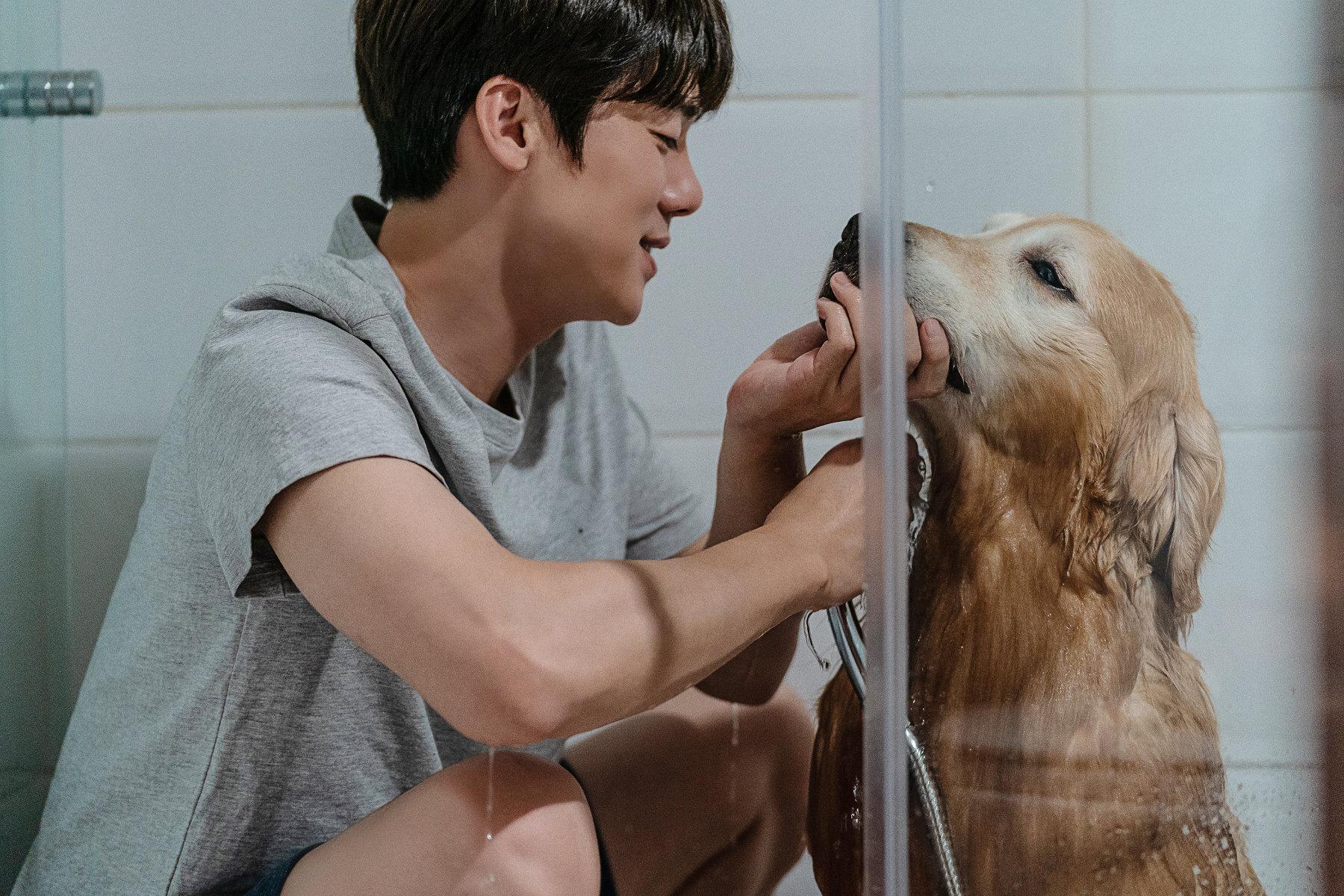 柳演錫在片中愛狗成癡,卻因為要結婚打算幫愛犬找新保姆。(圖/采昌國際多媒體提供)