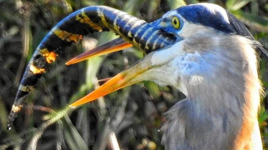 食物鏈頂端也難逃！鱷魚遭「巨鳥光速生吞」　連屍骨都不剩