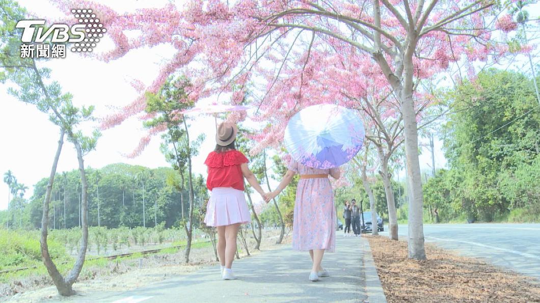 二二八連假何處去?芬園萬棵櫻花、風鈴木、二水花旗木正盛開!