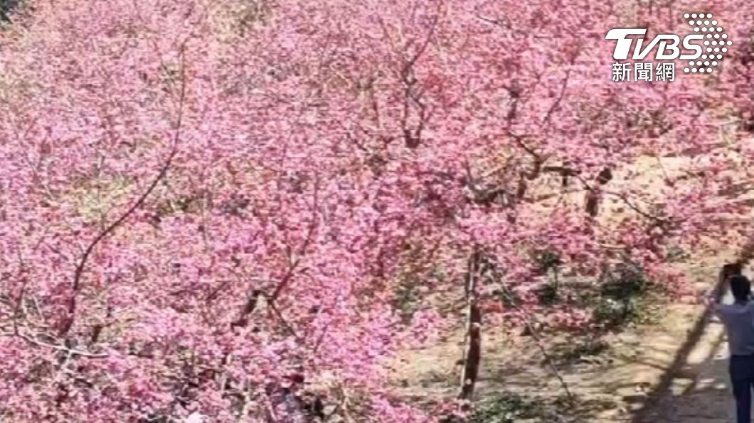 228連假最後機會! 嘉義番路半天岩櫻花園3月1日休園