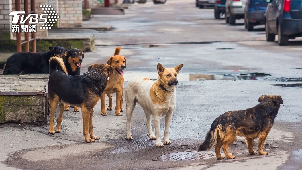 一名女童慘遭4隻野狗圍攻。（示意圖／shutterstock達志影像）