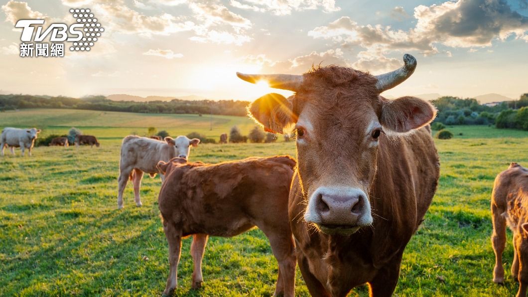 若最後告別的動物是「牛」,代表你非常重視金錢。(示意圖/shutterstock達志影像)