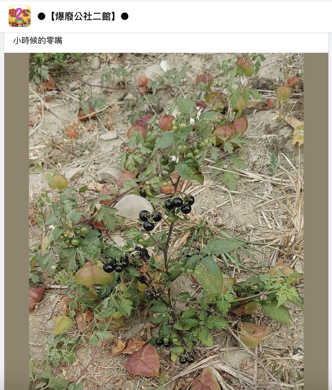 圖／翻攝自爆廢公社二館