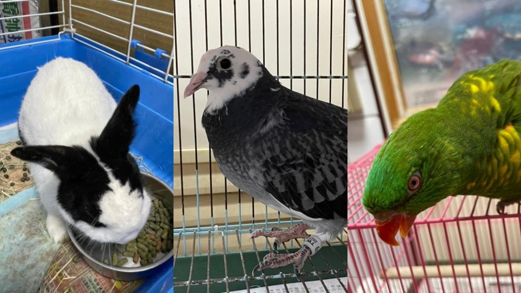 提供認養的寵物有兔、鴿、鸚鵡。(圖/桃園農業局提供)