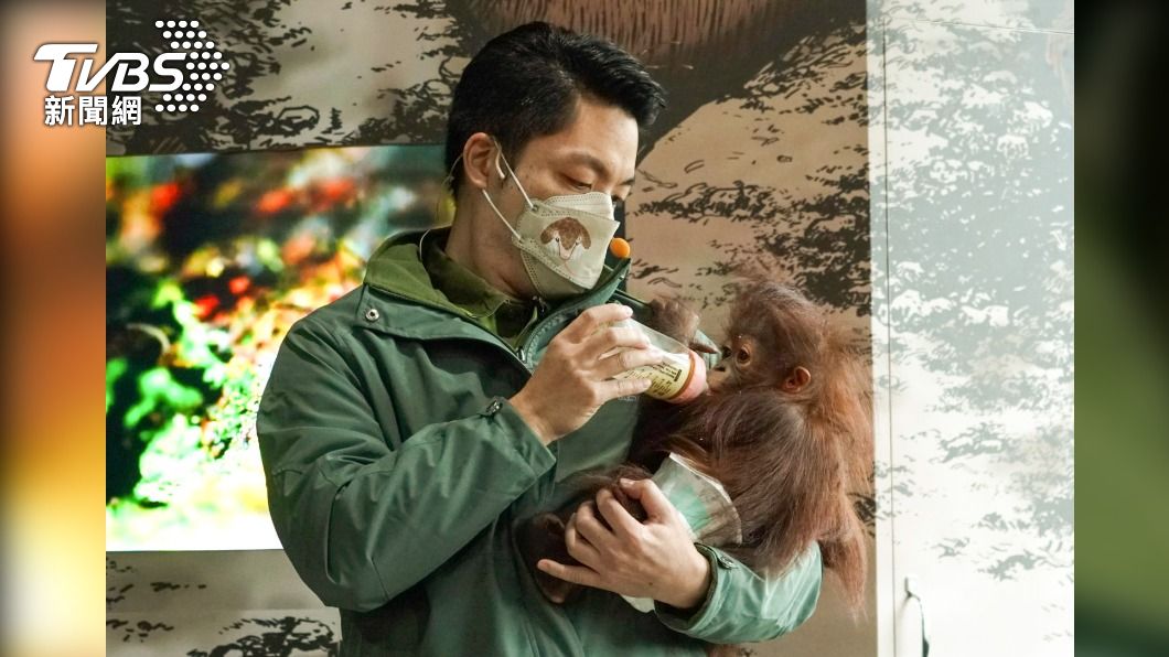 台北市長蔣萬安今（25）日赴台北市立動物園，化身一日保育員，照顧人工哺育的紅毛猩猩寶寶「秀彩」。（圖／台北市立動物園提供）