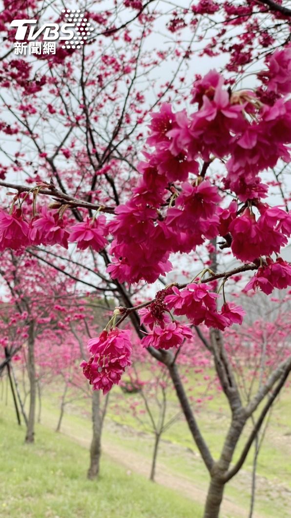 賞櫻不想長途奔拋勞累,中科崴立公園櫻花開得正燦爛。