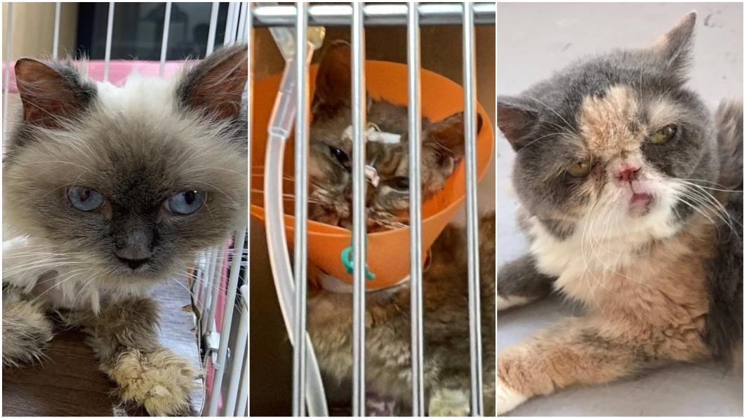 惡飼主虐貓「病死塞冰箱」獲不起訴 救援者心痛:司法已死