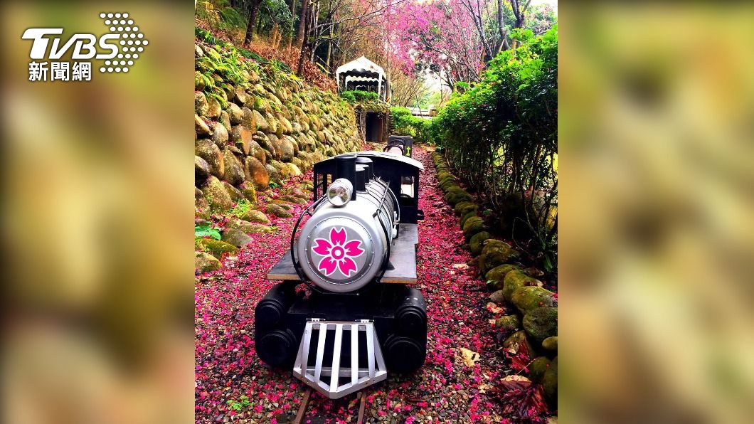 台中新社228追浪漫 穿浴衣賞櫻花 親子搭小火車 溜滑梯