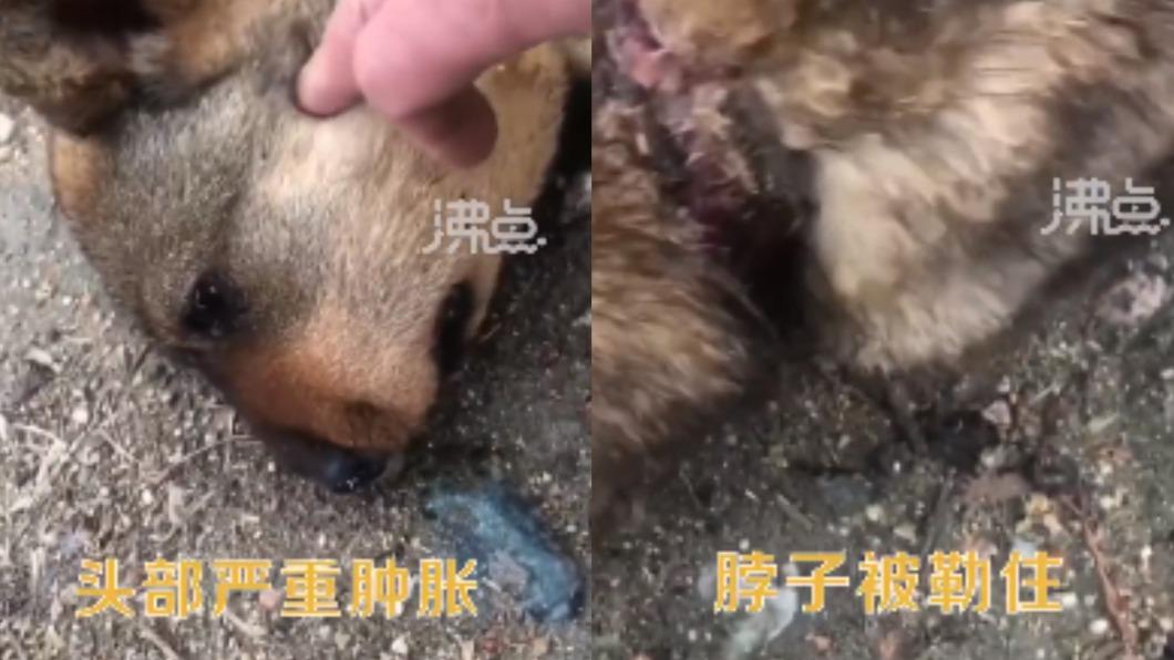 男子發現小狗脖子緊緊綁著繩子,導致皮肉潰爛發臭。(圖/翻攝自沸點視頻)