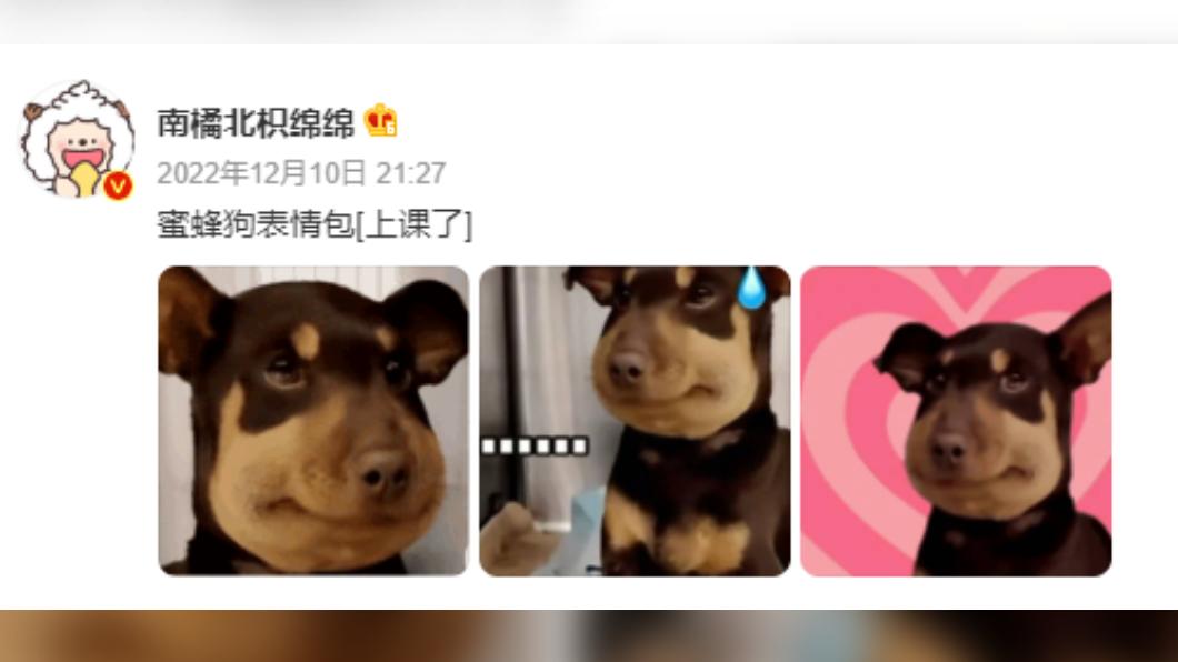 許多陸網友喜歡使用蜜蜂狗表情包。(圖/翻攝自微博)