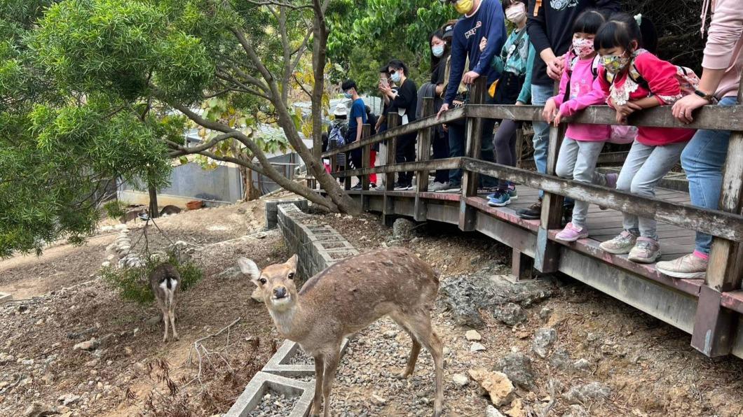 沒水準!孩伸手丟擲餵黑猩猩 家長「支援食物」還拍手 網友撻伐