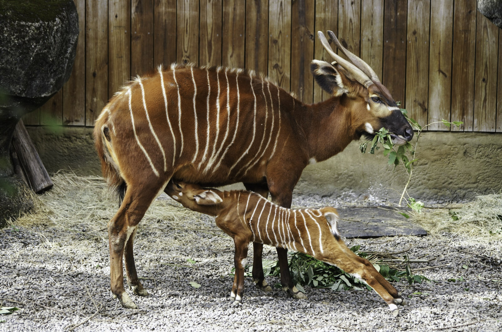斑哥羚羊寶寶「元宵」身體健康。(圖/台北市立動物園提供,詹德川攝)