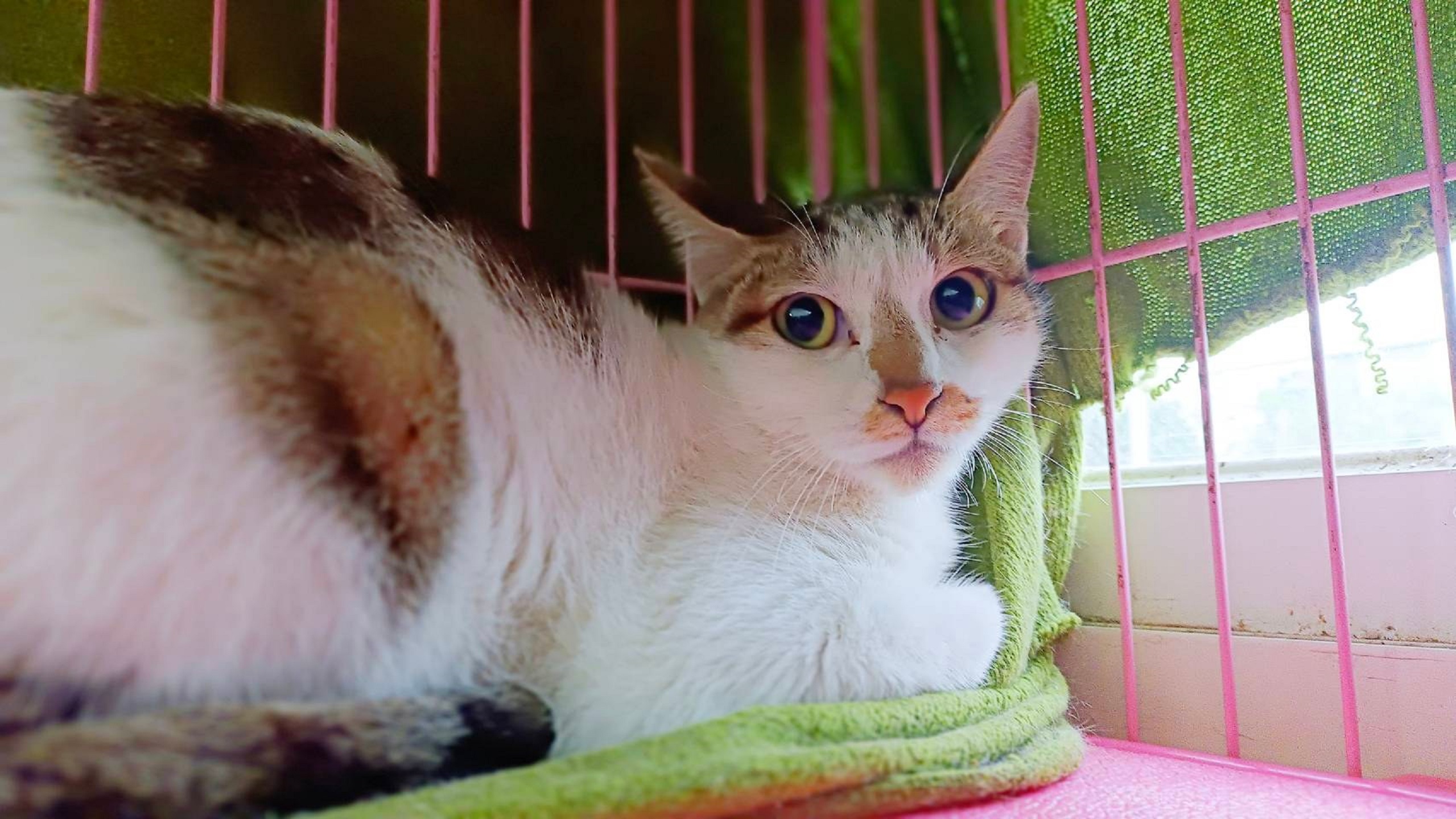 貓咪現在於動物之家,等有緣人帶他回家。(圖/動保處提供)