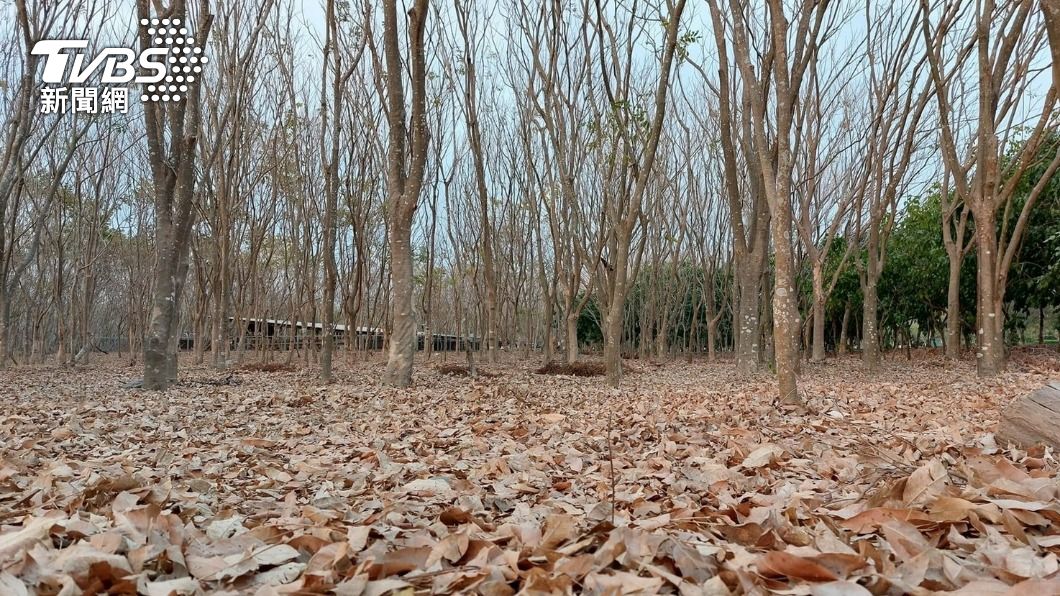 現場都是枯枝落葉。(圖/屏東林管處提供)