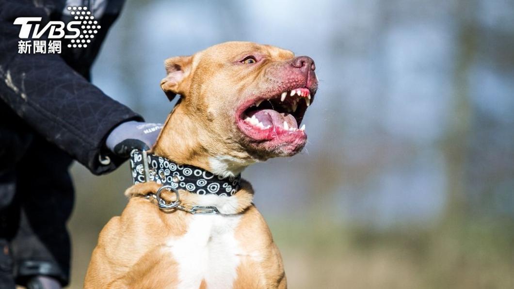 比特犬突「飛撲2歲男童」!母抱孩急返家 續追整路狂撞門