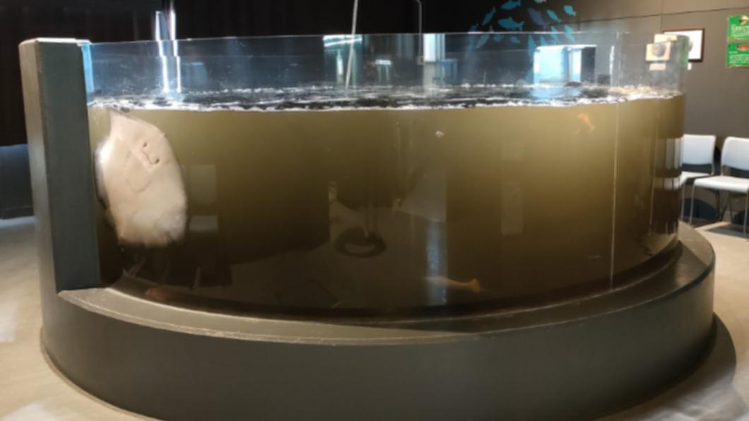 魷魚被嚇到噴墨!水族館魚缸全黑 「魟魚崩潰求救」笑翻網