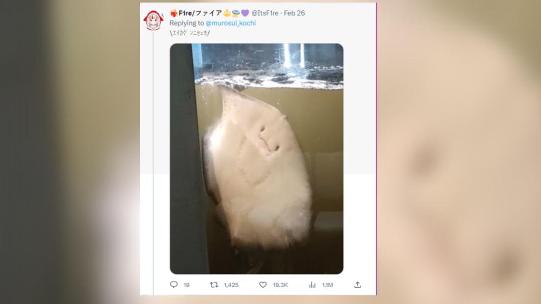 一旁的魟魚受到網友關注。(圖/翻攝自推特)