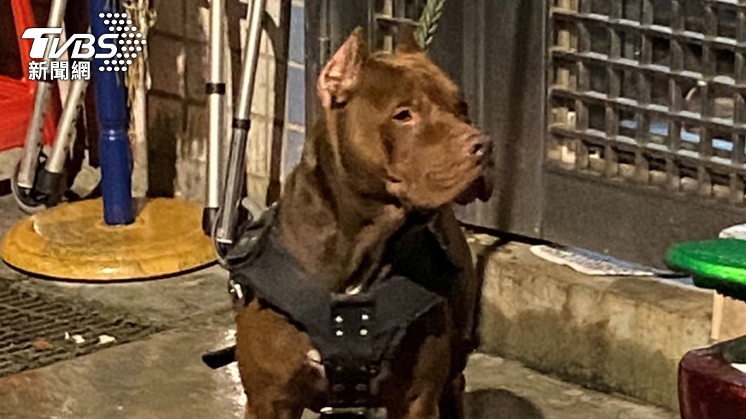 曾咬傷鄰犬　比特犬飼主又被檢舉「這事」重罰7.5萬