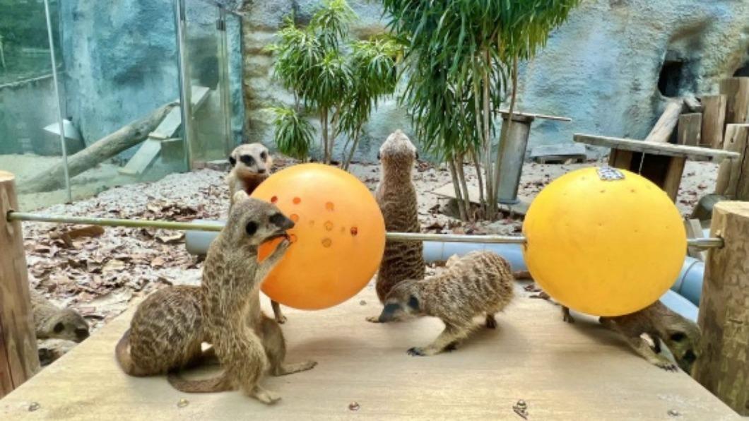 壽山動物園設計串燒覓食玩具 豐富狐獴生活環境