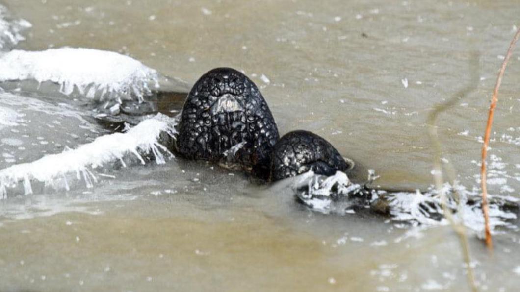 冰風暴席捲！結冰湖面驚見「黑色突起物」　鱷魚超強極地求生