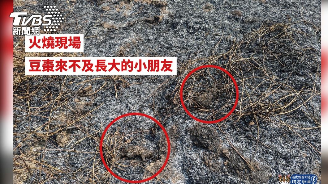 南投山坡雜草火災過後，發現小石虎命喪火場，讓人心碎了! (翻攝石虎保育大使 阿虎加油)