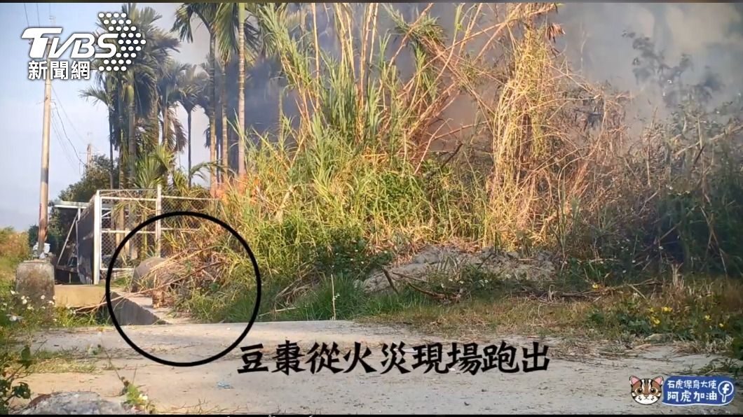 心碎了! 野火燒不盡 石虎.梅花鹿.烏龜 葬身火海