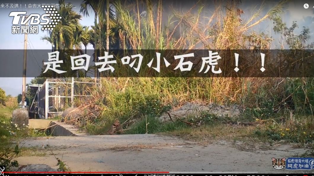 自動相機拍到火燒石虎的家，豆棗叼著小石虎逃命。(翻攝石虎保育大使 阿虎加油)