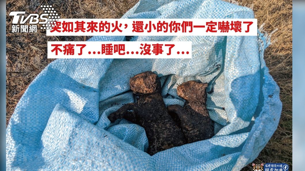 南投山坡雜草火災過後，發現小石虎命喪火場，讓人心碎了! (翻攝石虎保育大使 阿虎加油)