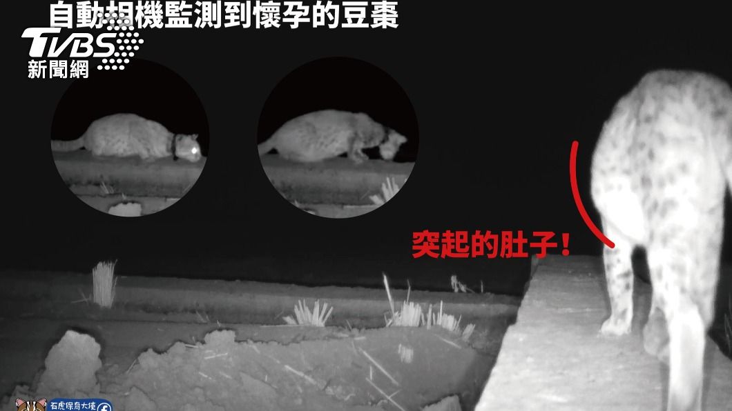 之前透過自動相機影像，研究人員觀察到豆棗懷了第二胎。(翻攝石虎保育大使 阿虎加油)