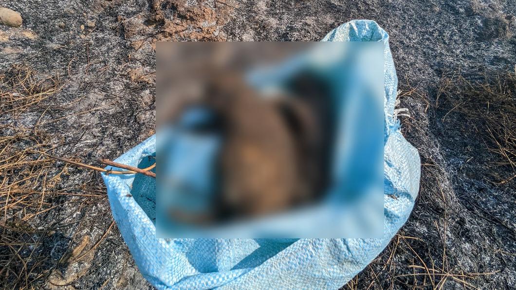 2隻石虎寶寶成焦屍 疑人為燒雜草釀禍警方偵辦