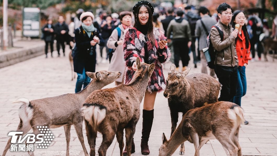 奈良公園裡的鹿可以自由隨意行走。(示意圖/shutterstock達志影像)