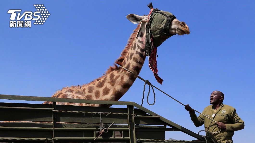 獸醫安撫被捕捉的長頸鹿。(圖/達志影像路透社)