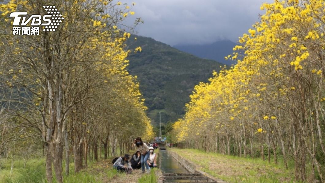 花蓮興泉圳黃花風鈴木盛開　百年圳道如詩似畫