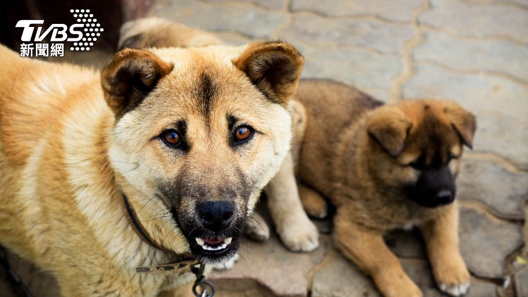 嫌犯從繁殖場購買犬隻回家施虐。(示意圖/shutterstock達志影像)