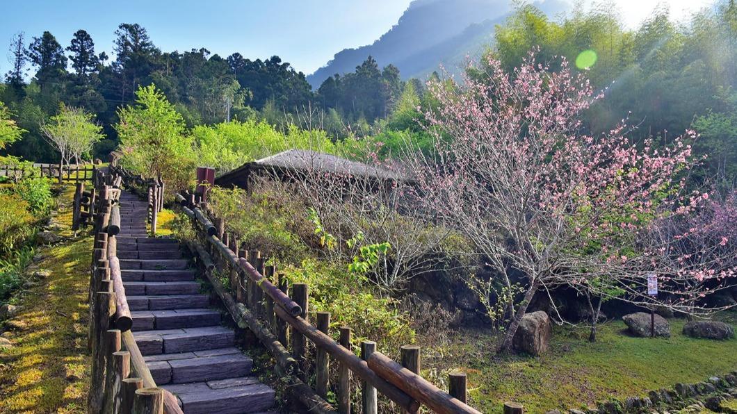 阿里山美不勝收,這一趟旅程花費多少錢你能接受?(圖/交通部觀光局 阿里山國家風景區管理處)