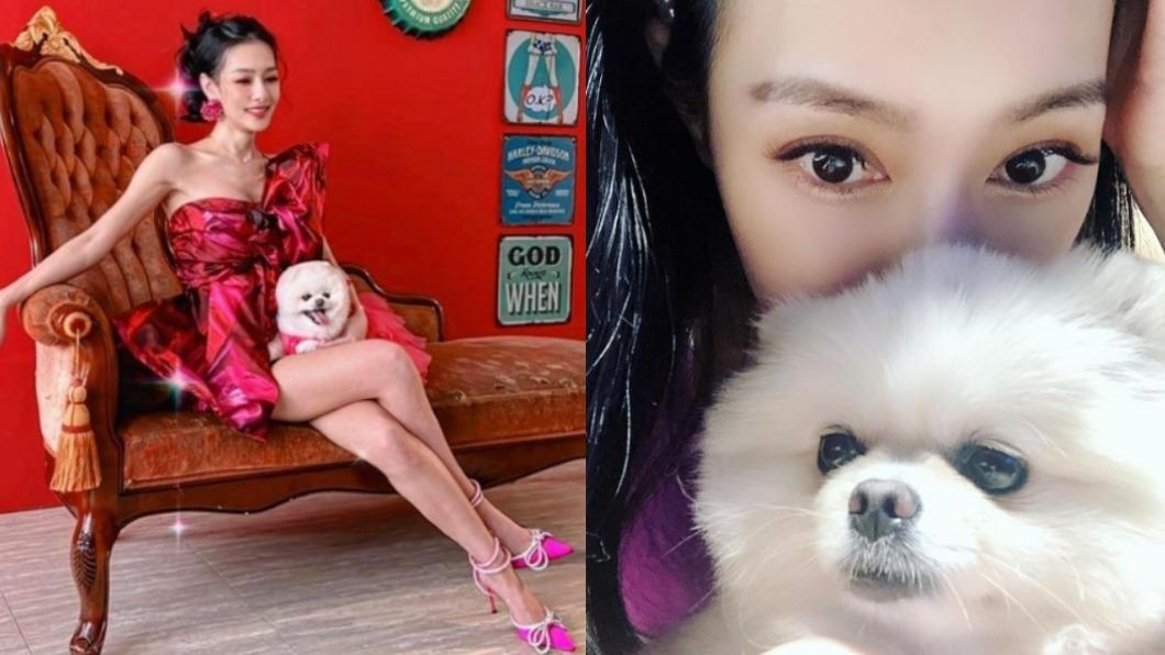 公主待遇!王思佳訂製禮服寵愛犬 腳不落地、專用保養油伺候