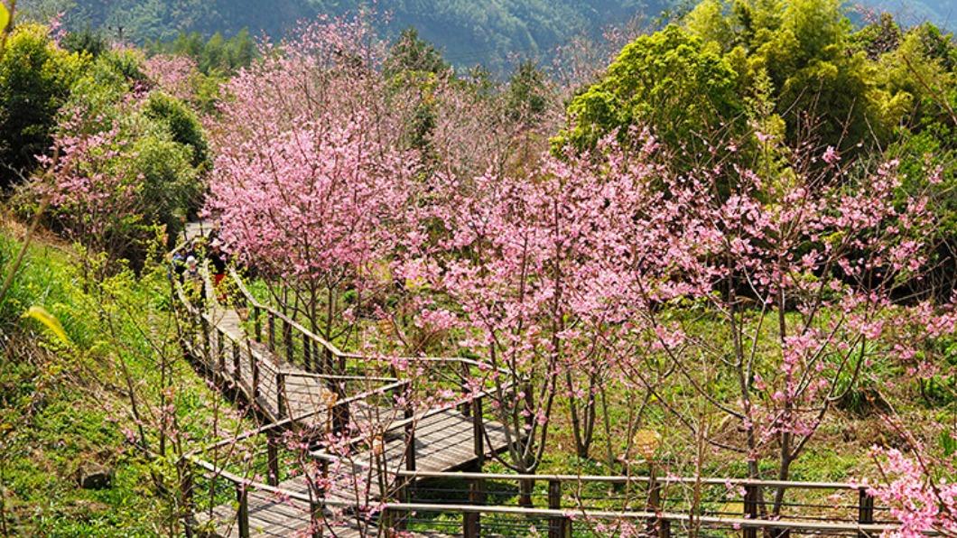 阿里山石棹櫻之道。(圖/交通部觀光局 阿里山國家風景區管理處)