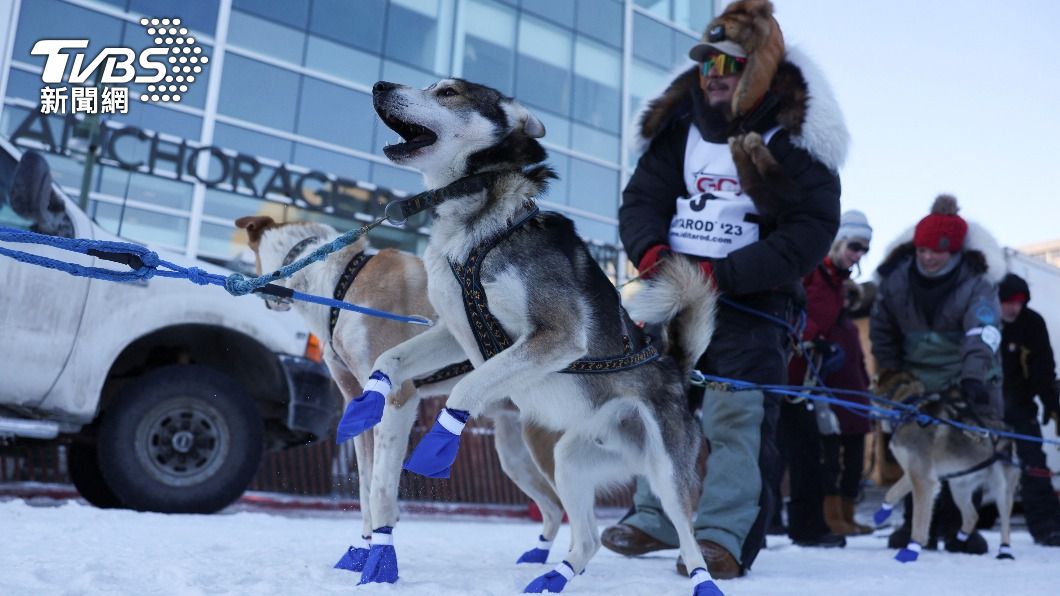 參賽者正在確定雪橇犬的狀況。(圖/達志影像路透社)