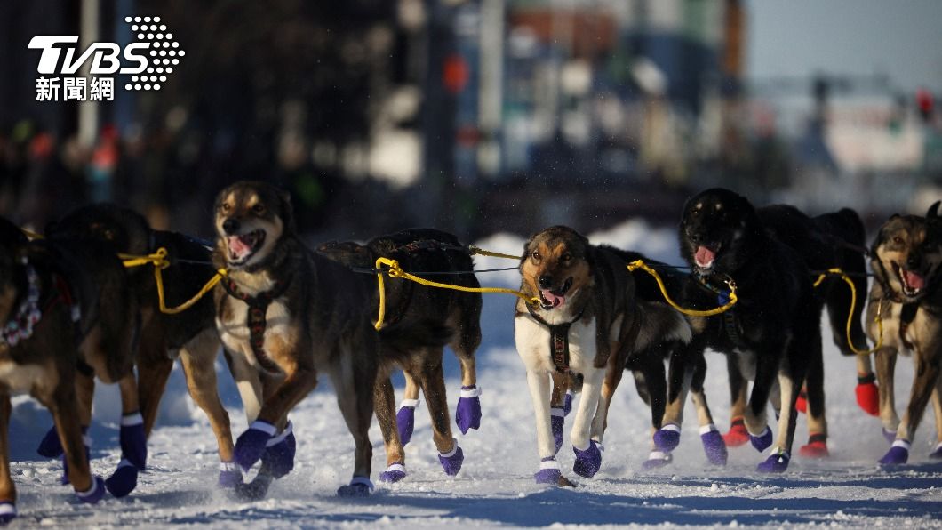 雪槍犬都會在比賽時戴上腳套,以防止雪地濕滑。(圖/達志影像路透社)