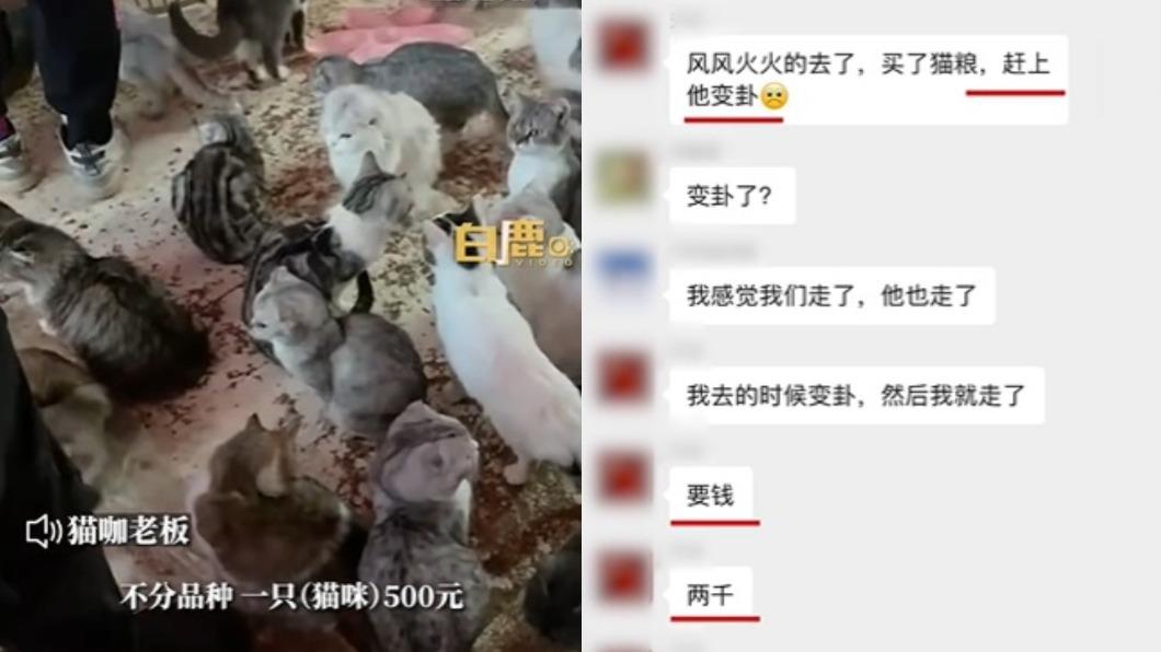 業者改口開價1隻貓咪賣約新台幣8843元。(圖/翻攝自《白鹿視頻》微博)