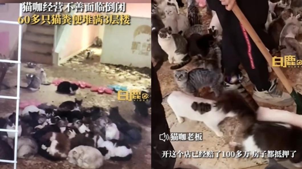 業者因經營不善導致貓咪咖啡廳倒閉。(圖/翻攝自《白鹿視頻》微博)