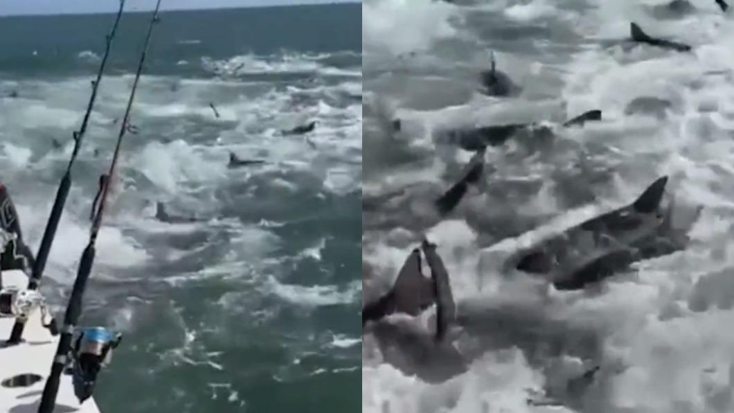 嚇!出海巧遇「鯊魚捕食」 數百魚鰭包圍船隻畫面曝