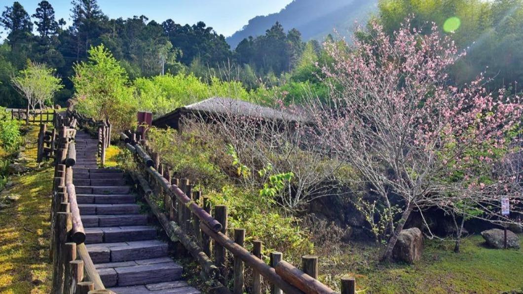 阿里山石棹櫻之道。(圖/交通部觀光局 阿里山國家風景區管理處)